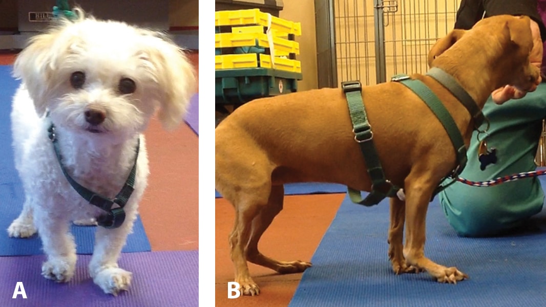 Juvenile Orthopedic Disease in Dogs & Cats, Part 2 Congenital