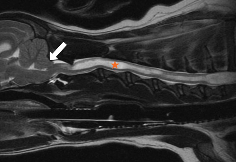 Chiarilike Malformation An Overview Today's Veterinary Practice