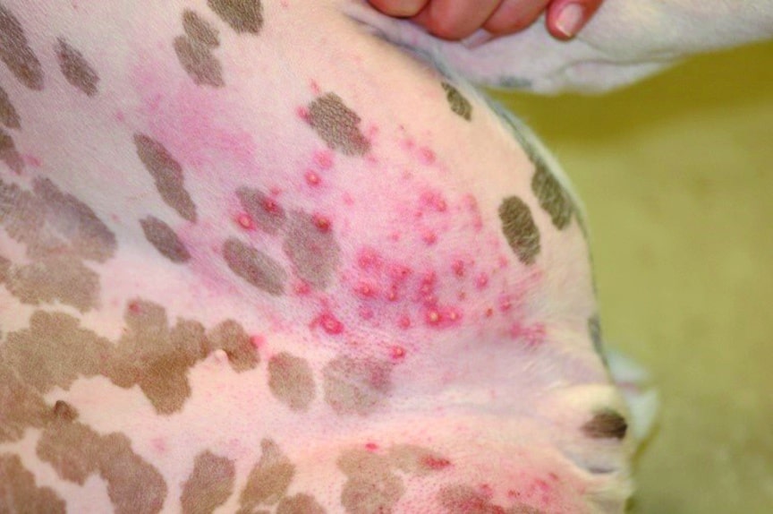 Treating Canine Superficial Pyoderma in the Era of