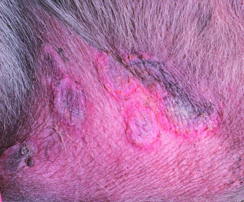 Treating Canine Superficial Pyoderma in the Era of Antimicrobial