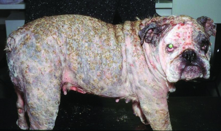 Treating Canine Superficial Pyoderma in the Era of Antimicrobial