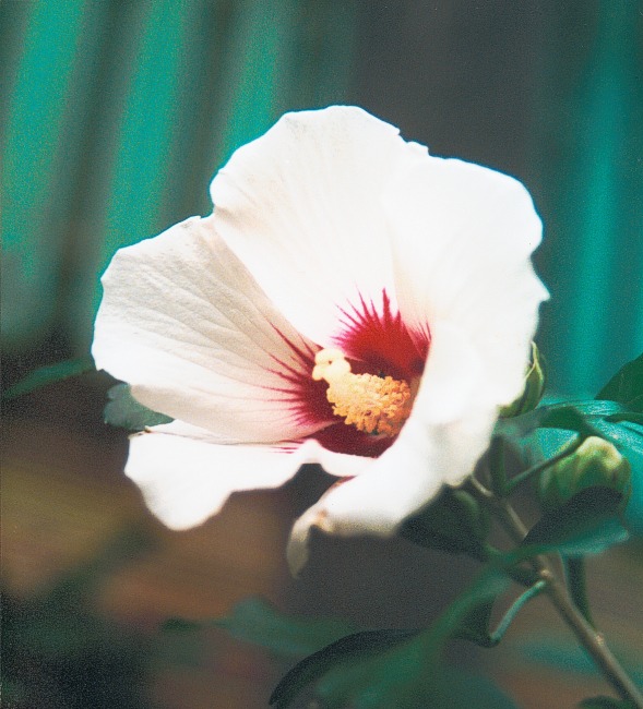 Flower near Nora, Virginia