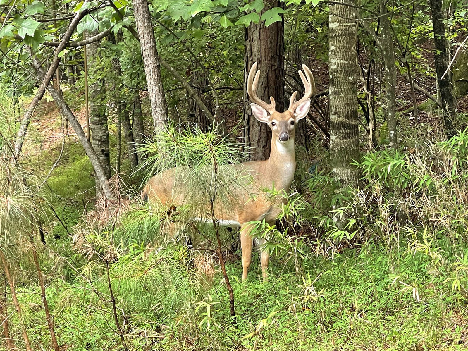 Coosawattee River Resort Lot for Sale Coming Soon Todd Withrow