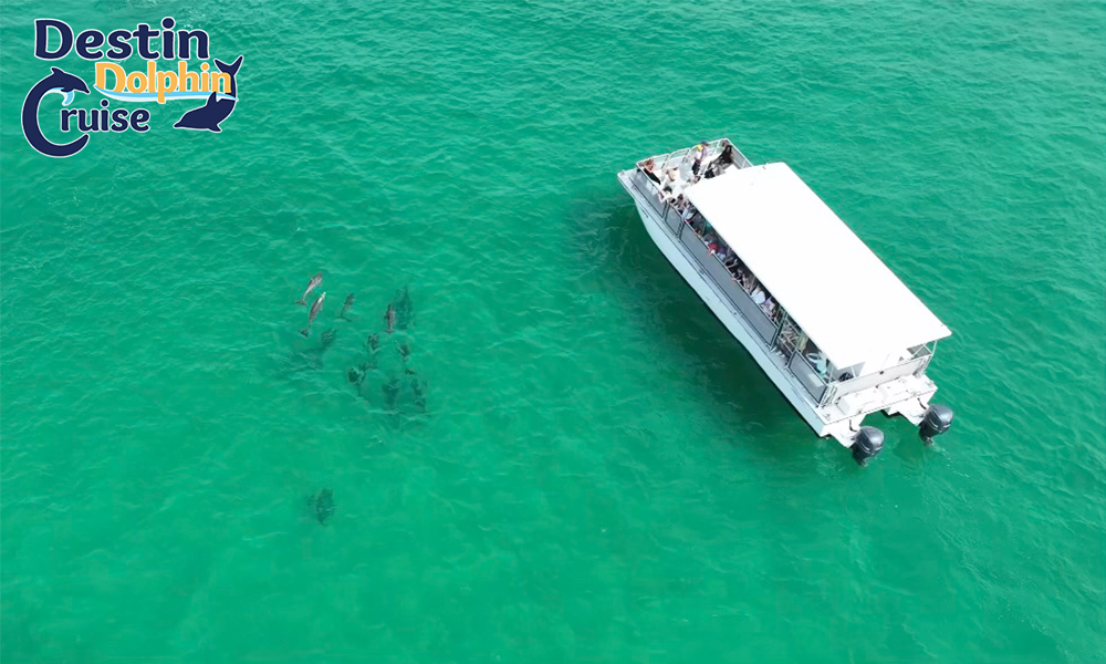 Destin Dolphin Cruise Find Things To Do in Destin Florida To Do in