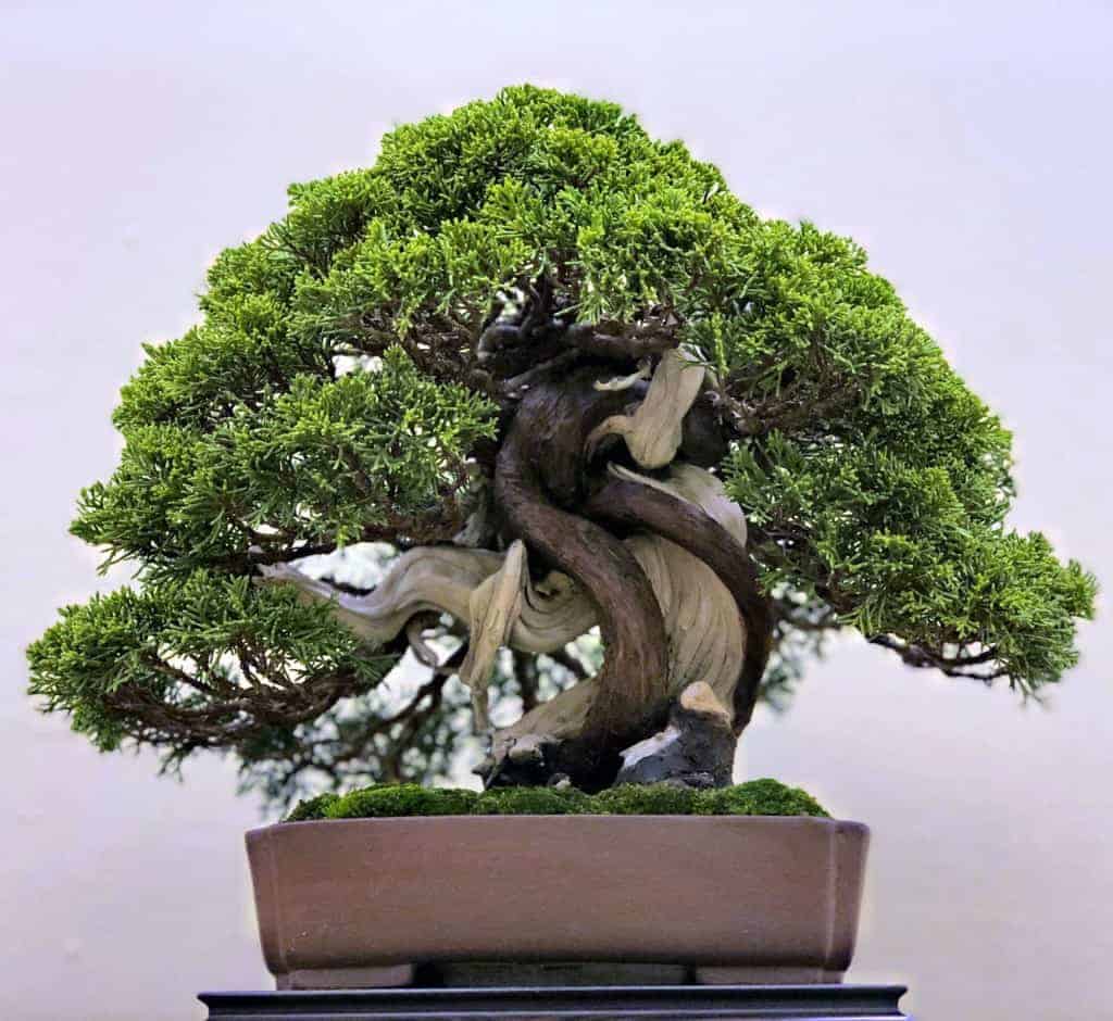 BONSAI, EL ARTE DE CULTIVAR ARBOLES CONTROLANDO SU TAMAÑO