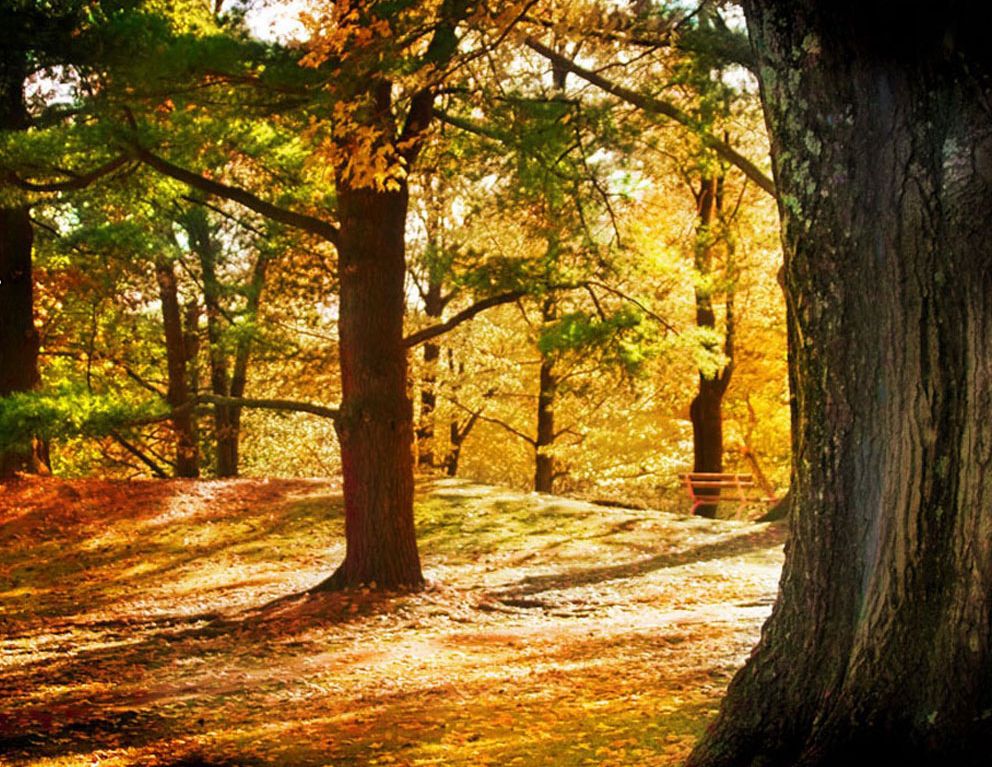 Turns of Distinction Woodwork From Trees to Treasures