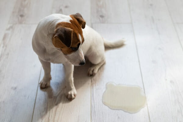Uti In Dogs: Know The Signs, Treatments, Prevention - Dr. Buzby's Toegrips For Dogs