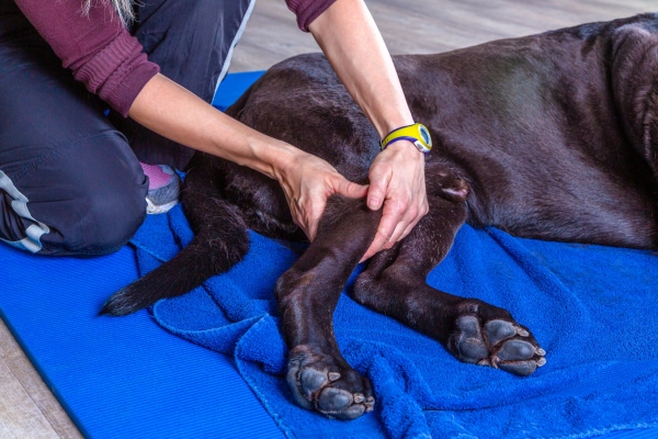 Torn ACL in Dogs: Signs, Symptoms, Surgery Options - Dr. Buzby&rsquo;s 