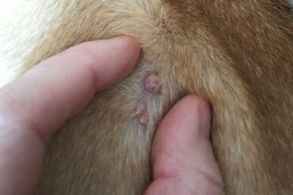 Sebaceous Cyst In Dogs: Appearance, Diagnosis, And Treatment - Dr. Buzby's Toegrips For Dogs