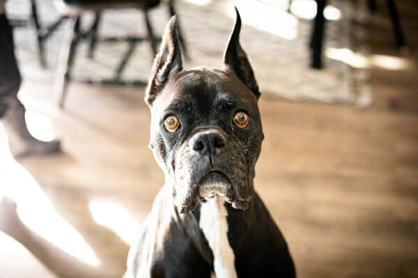 Sebaceous Cyst In Dogs: Appearance, Diagnosis, And Treatment - Dr. Buzby's Toegrips For Dogs