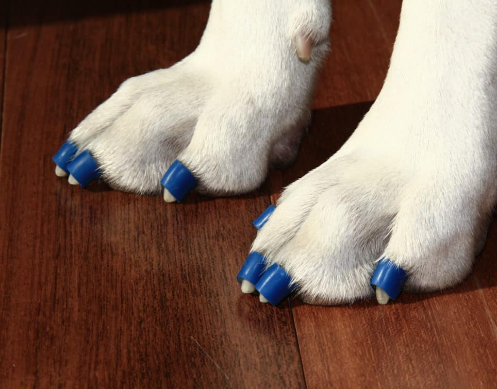 Dog Boots 7 Truths Dogs Wish You Knew Dr. Buzby's ToeGrips for Dogs