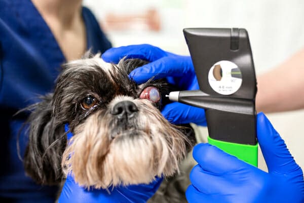 in Dogs Causes, Symptoms, and Treatment Dr