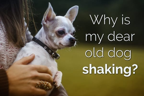 Is Your Dear Old Dog Shaking? 11 Reasons Why Senior Dogs Shiver - Dr. Buzby's Toegrips For Dogs