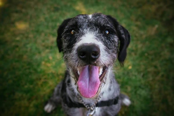Why Is My Dog Panting And Restless? 7 Concerning Causes And What To Do About Them - Dr. Buzby's Toegrips For Dogs