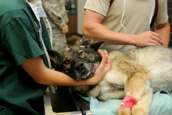 Pyometra In Dogs: Signs, Diagnosis, Treatment, And Prevention - Dr. Buzby's Toegrips For Dogs
