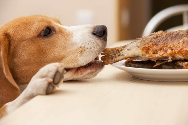 Is Bread Good For Acid Reflux In Dogs saintjohn