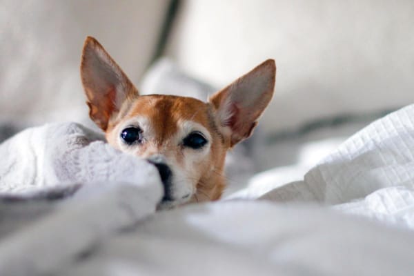 Why Is My Dog Panting And Restless? 7 Concerning Causes And What To Do About Them - Dr. Buzby's Toegrips For Dogs