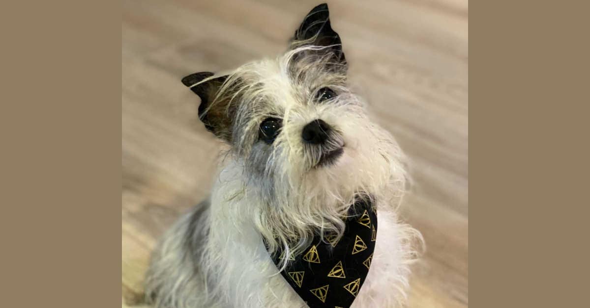 Collapsed Trachea in Dogs As Seen Through the Eyes of a Veterinarian