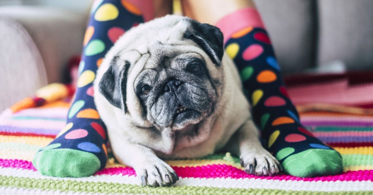My Dog Is Wobbly And Off Balance: 7 Reasons Why - Dr. Buzby's Toegrips For Dogs