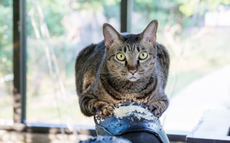 How To Protect My Office Chair From Cats? ToErgonomics