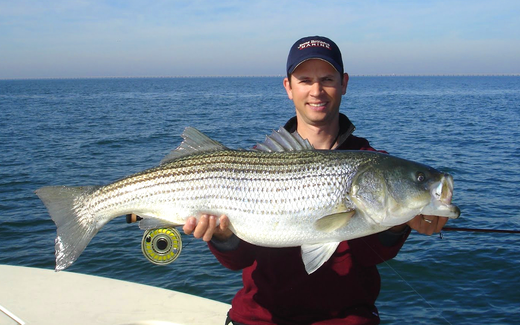 STRIPED BASS FLY FISHING CHESAPEAKE BAY Toflyfish