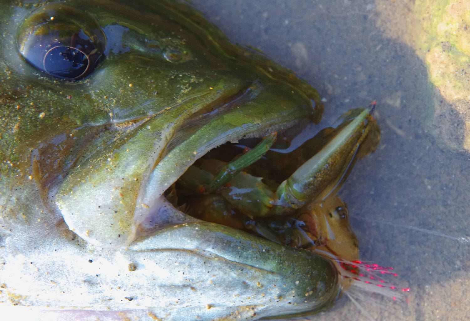 BIG SMALLMOUTH BASS FLY FISHING IN RIVERS Toflyfish