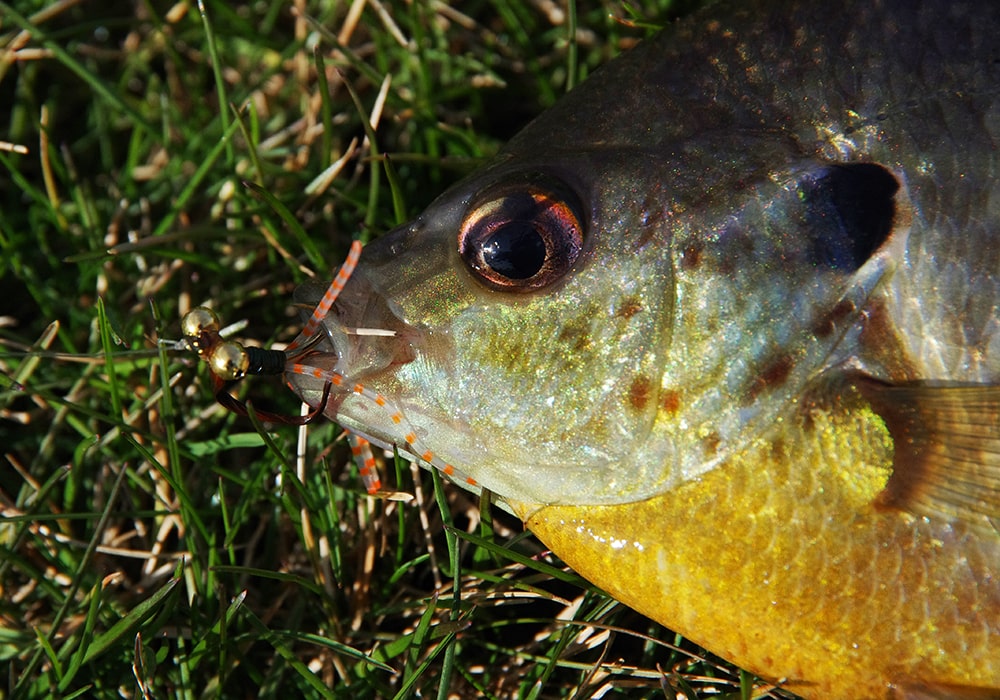 BLUEGILL FLIES ToFlyFish