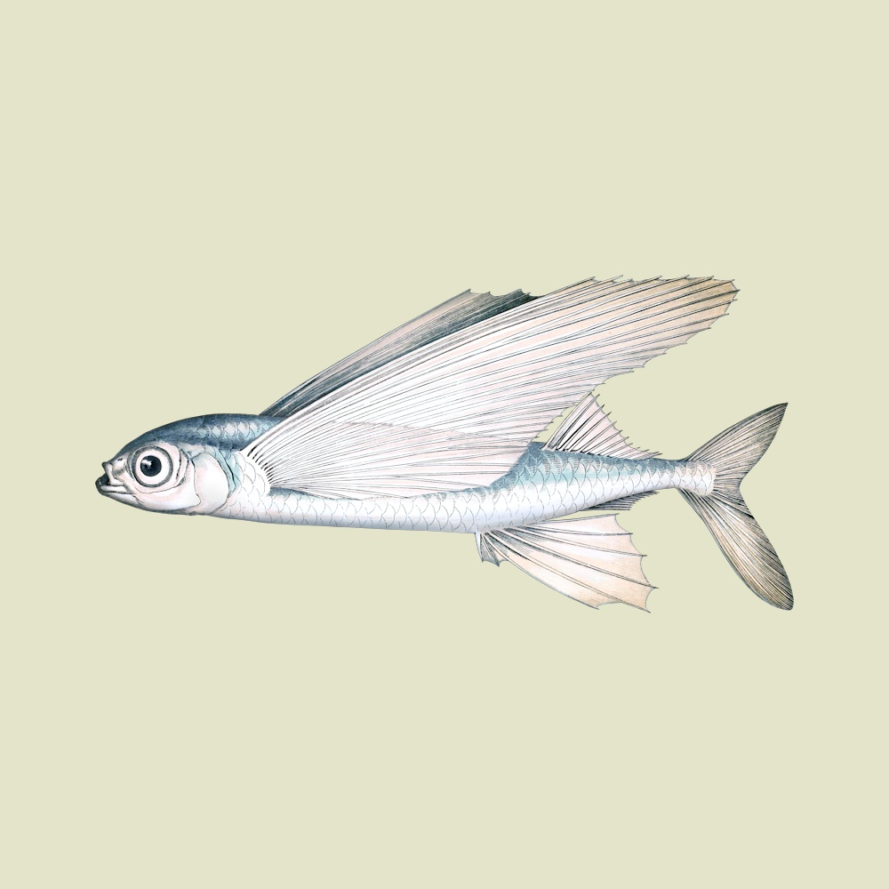 Greater Flying Fish TofuJoe