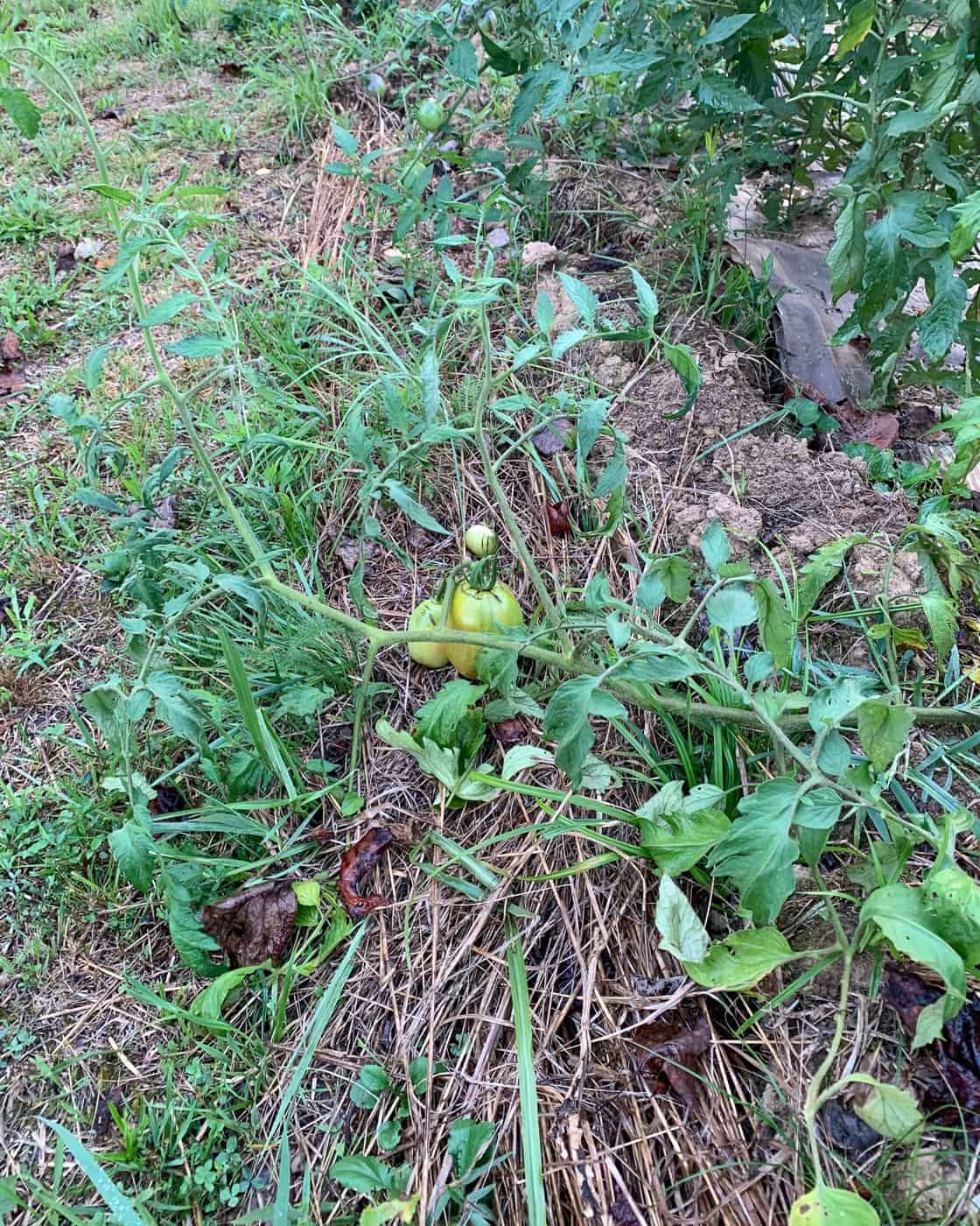 How Far Apart to Plant Tomatoes Together Time Family