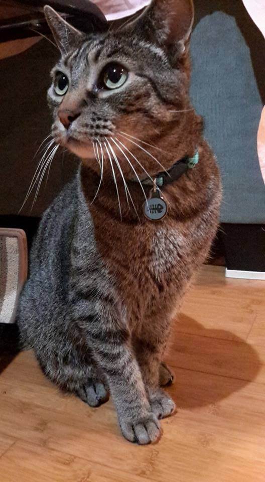 Bringing Your Cat To Thailand