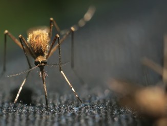 moustique Santé: l’OMS recommande pour la première fois l’utilisation d’un vaccin contre le paludisme