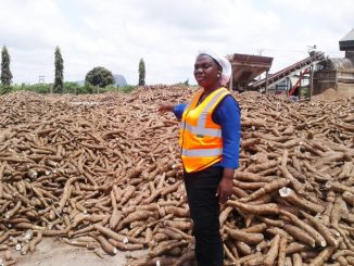 Reussite une femme gagne 6 milliards FCFA en vendant du manioc Réussite : une femme gagne 6 milliards FCFA en vendant du manioc