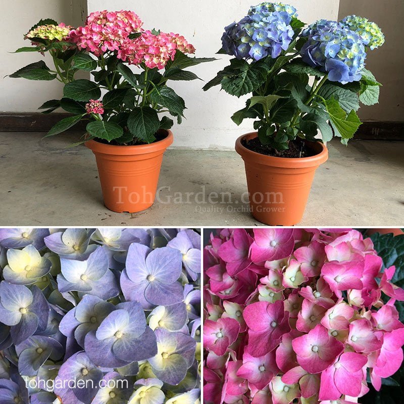 Hydrangea Toh Garden Singapore Orchid Plant & Flower Grower