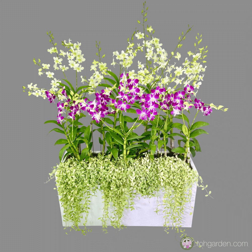 Dendrobium Sonia and Shavin in White Trough Planter 8 in 1 Toh Garden