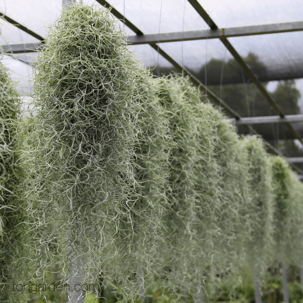 Spanish Moss In Flower Arrangements Best Flower Site