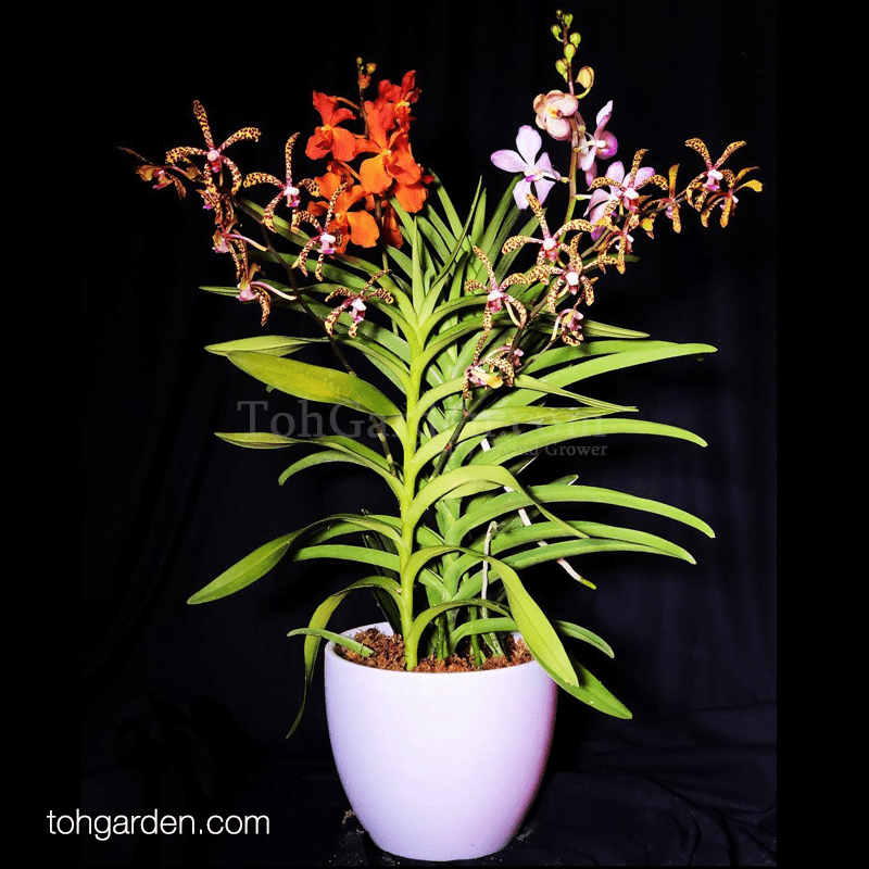 Mixed Vanda 3 in 1 Toh Garden Singapore Orchid Plant & Flower Grower