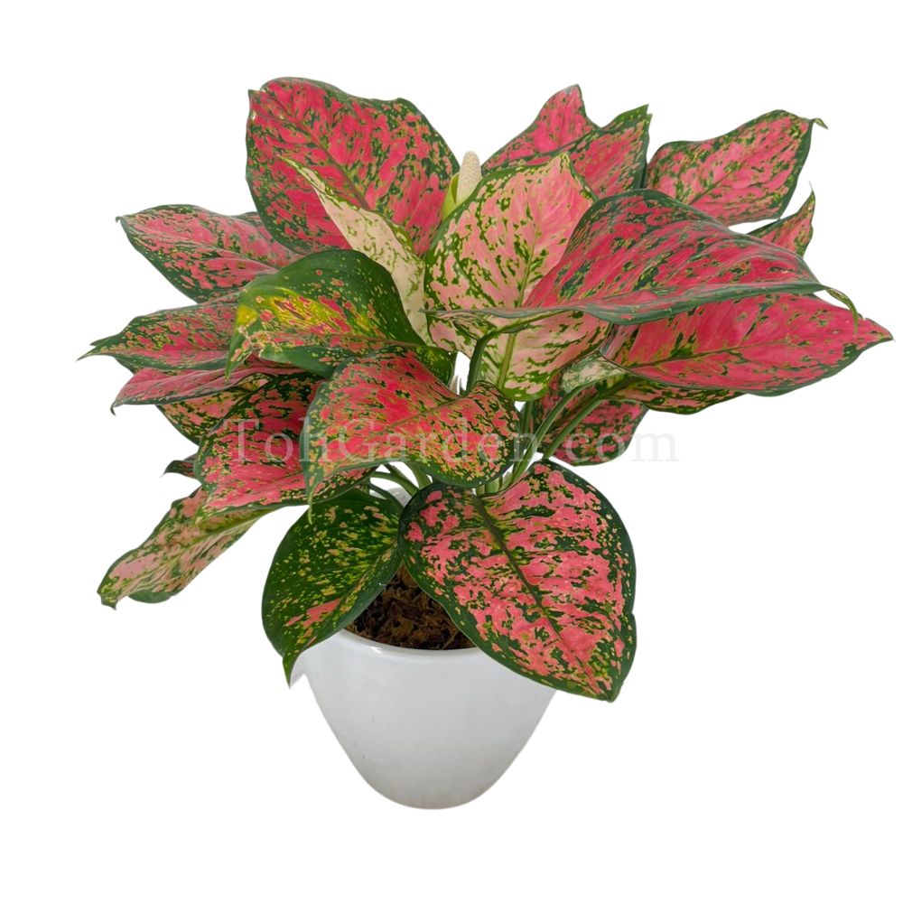Aglaonema Lady Valentine Toh Garden Singapore Orchid Plant & Flower