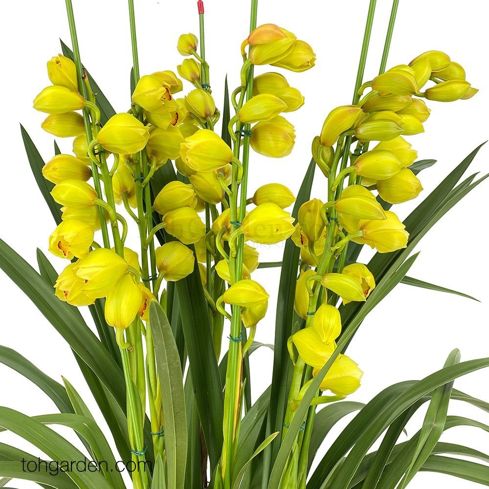 Cymbidium Arrangement in SelfWatering Pot Toh Garden Singapore