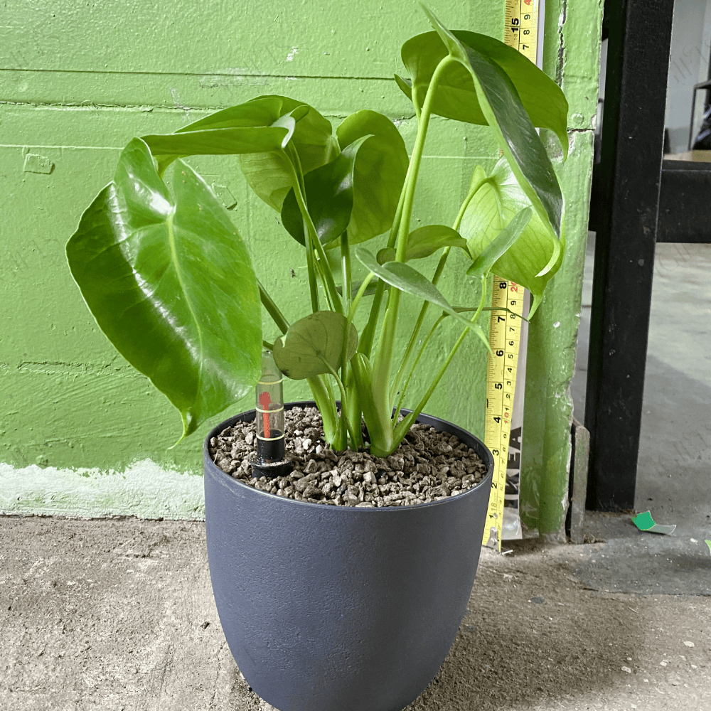 Monstera Deliciosa with SelfWatering Pot Toh Garden Singapore