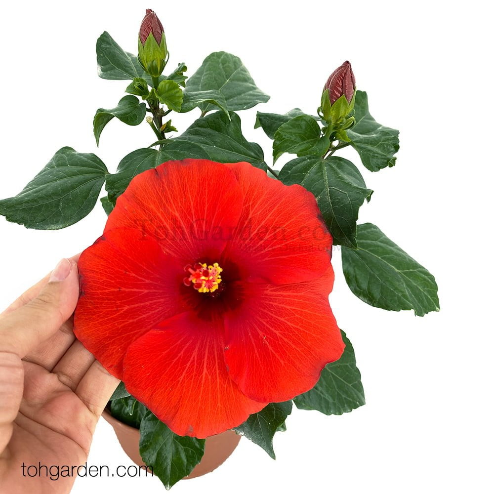 Red Hibiscus (Malvaceae) Toh Garden Singapore Orchid Plant & Flower
