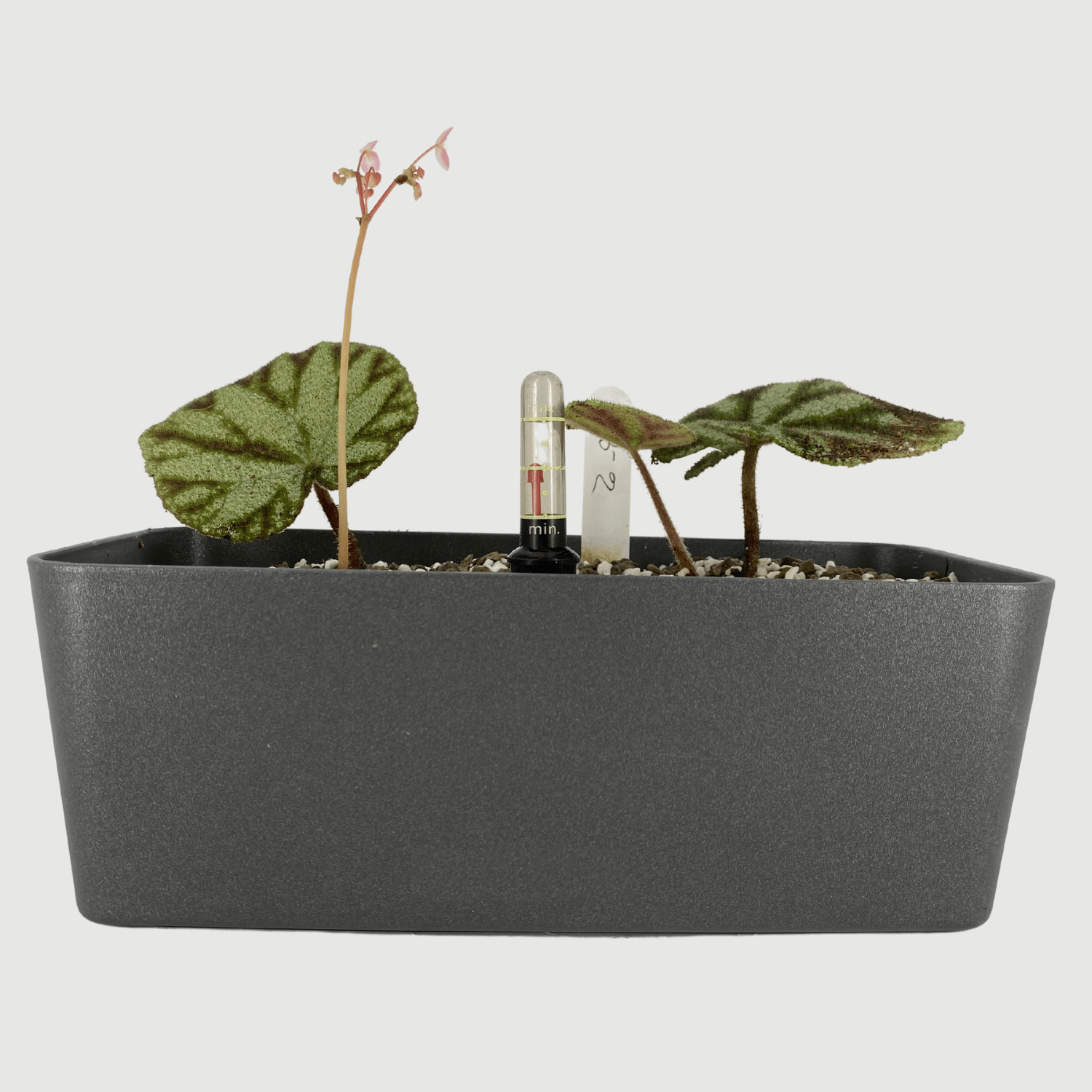 Self Watering Rectangular Pot Toh Garden Singapore Orchid Plant