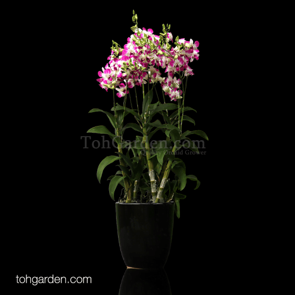Dendrobium Sophia Blackmore 5 in 1 Toh Garden Singapore Orchid