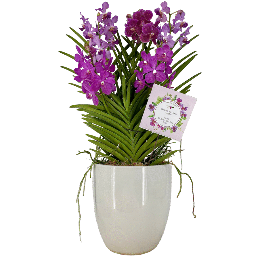 Orchids Arrangement & Plants Arrangement & Flowers Arrangement Toh