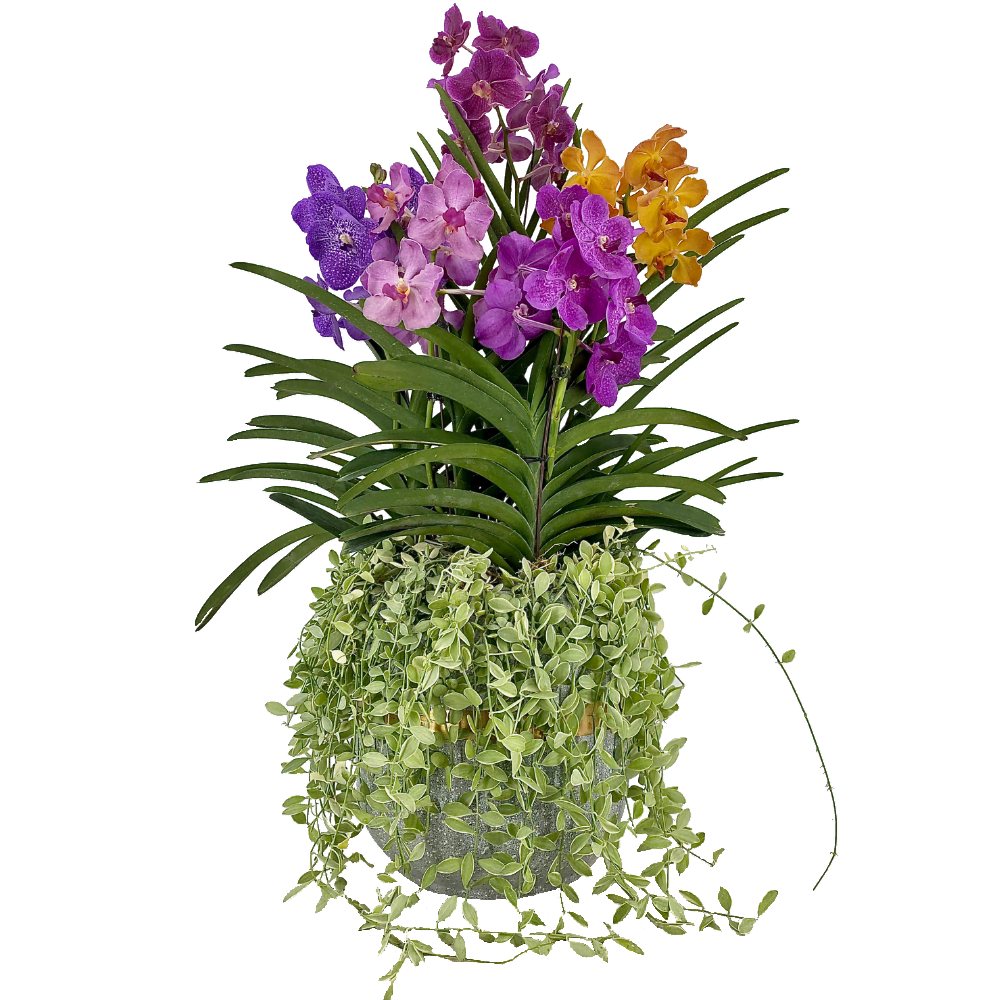Vanda & Papilionanda Mix with Dischidia in Modern Ceramic 5 in 1 Toh
