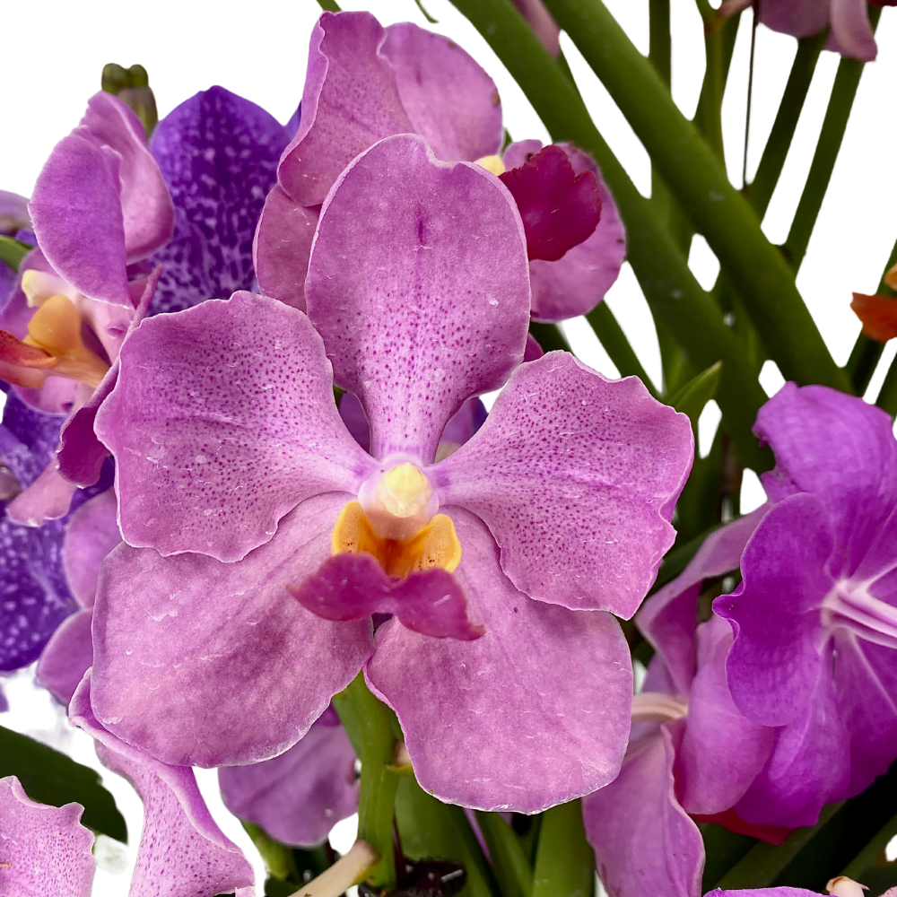 Vanda & Papilionanda Mix with Dischidia in Modern Ceramic 5 in 1 Toh