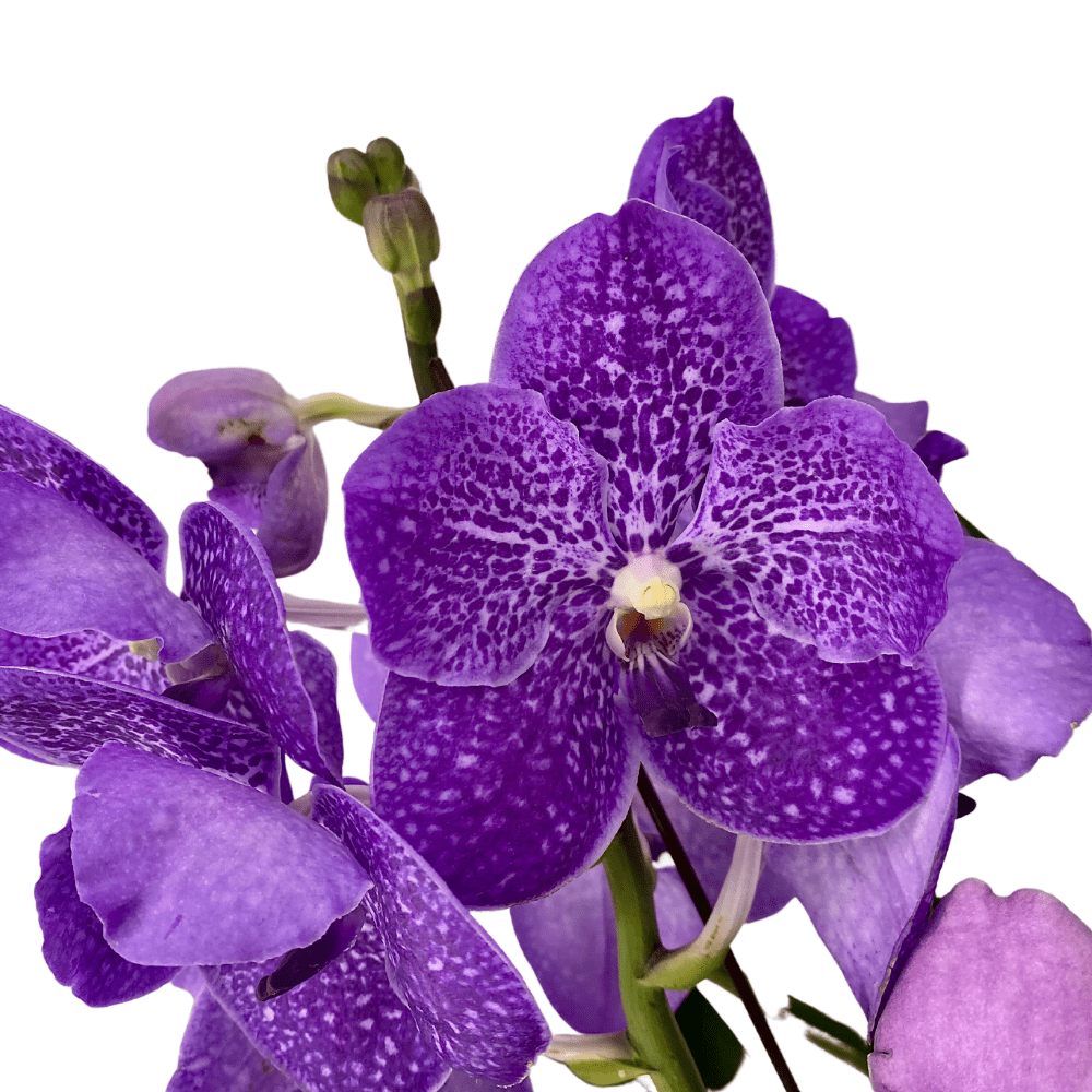 Vanda & Papilionanda Mix with Dischidia in Modern Ceramic 5 in 1 Toh