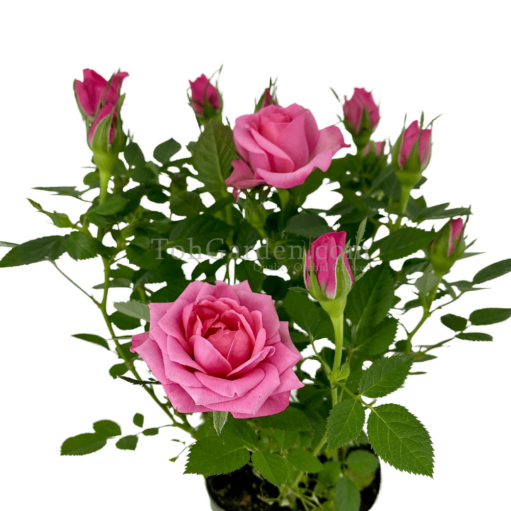 Pink Rose Plant Toh Garden Singapore Orchid Plant & Flower Grower