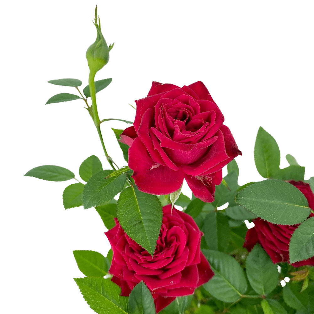 Red Rose Plant Toh Garden Singapore Orchid Plant & Flower Grower