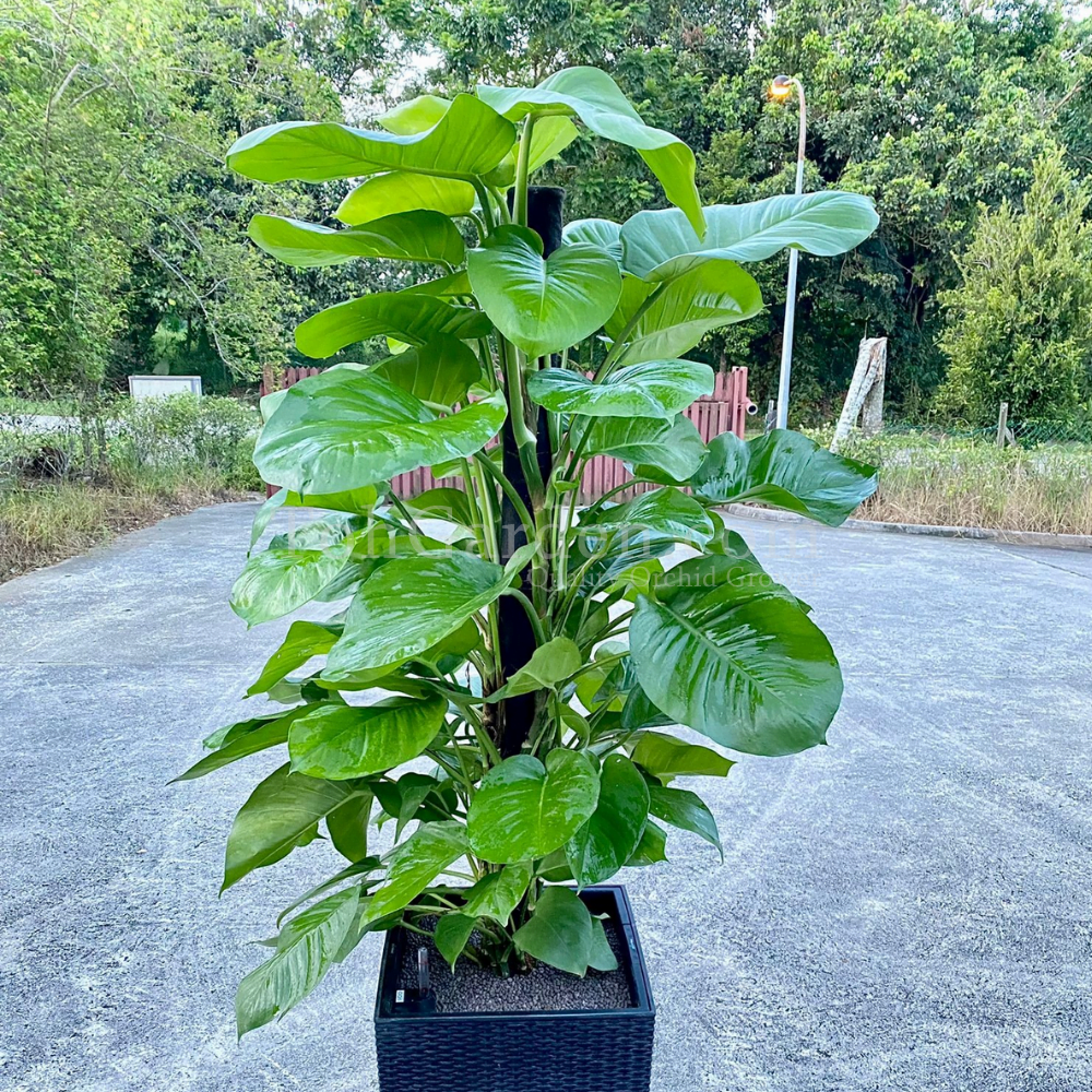 Money Plant Toh Garden Singapore Orchid Plant & Flower Grower