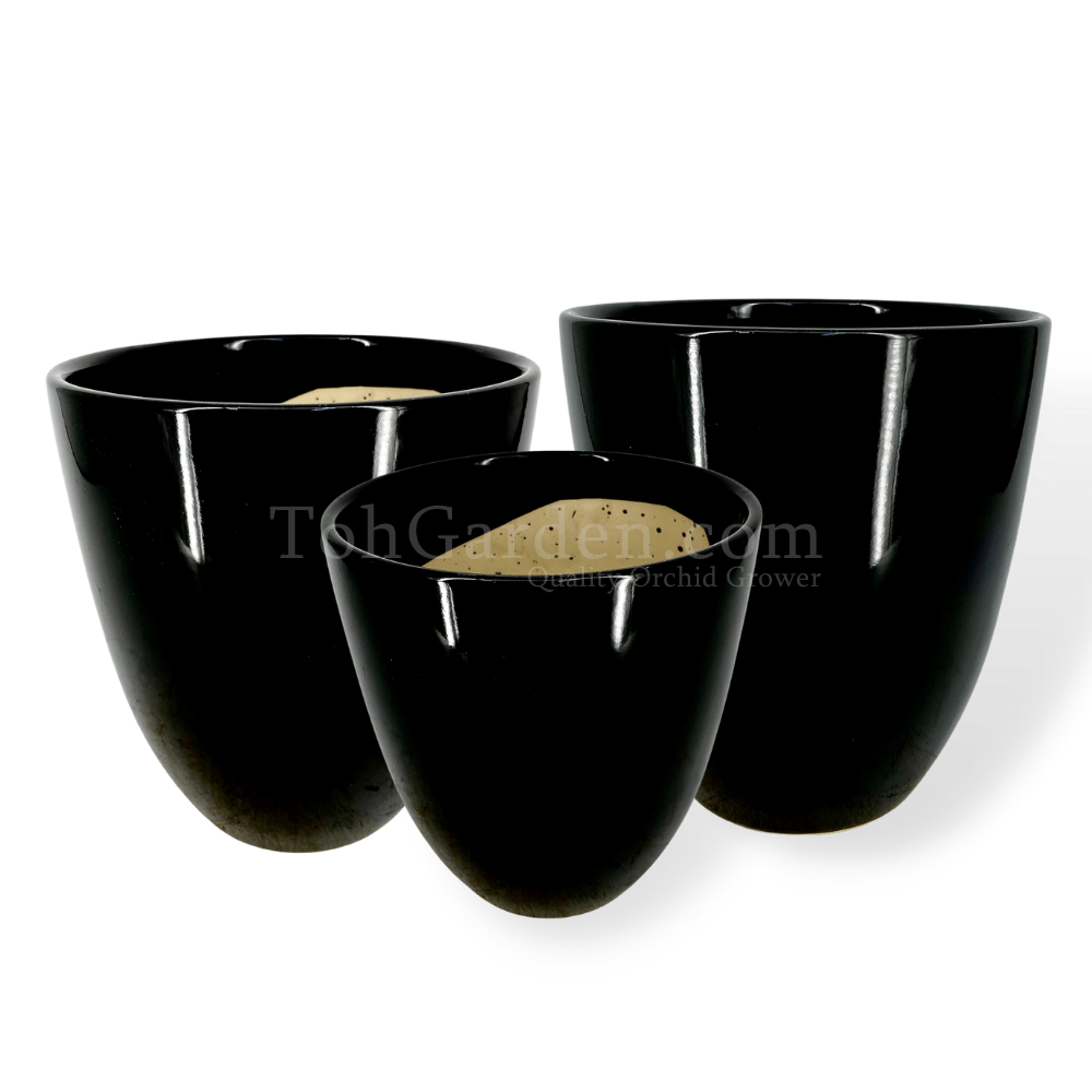 Standard Black Ceramic Pot Toh Garden Singapore Orchid Plant